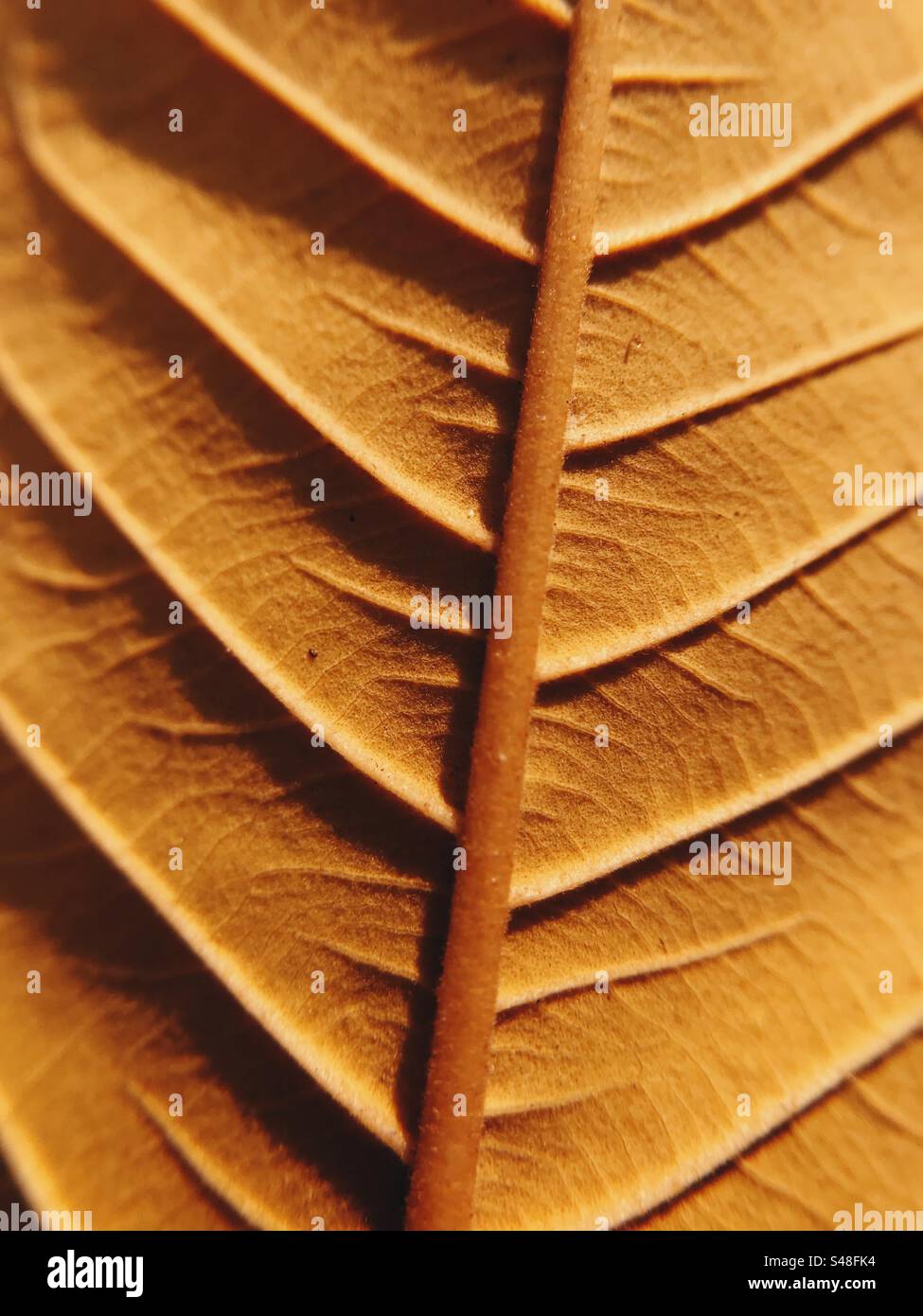 Golden leaf with its veins and details - Smartphone Captured Stock Image