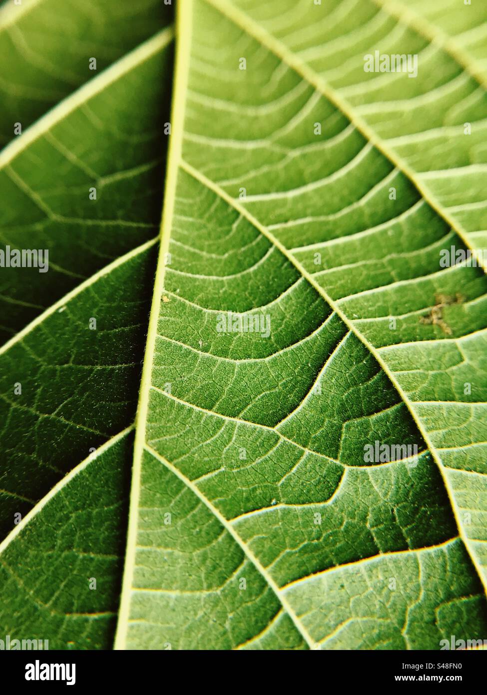 Close up of a green leaf showing its veins and minute details - Smartphone Captured Stock Image
