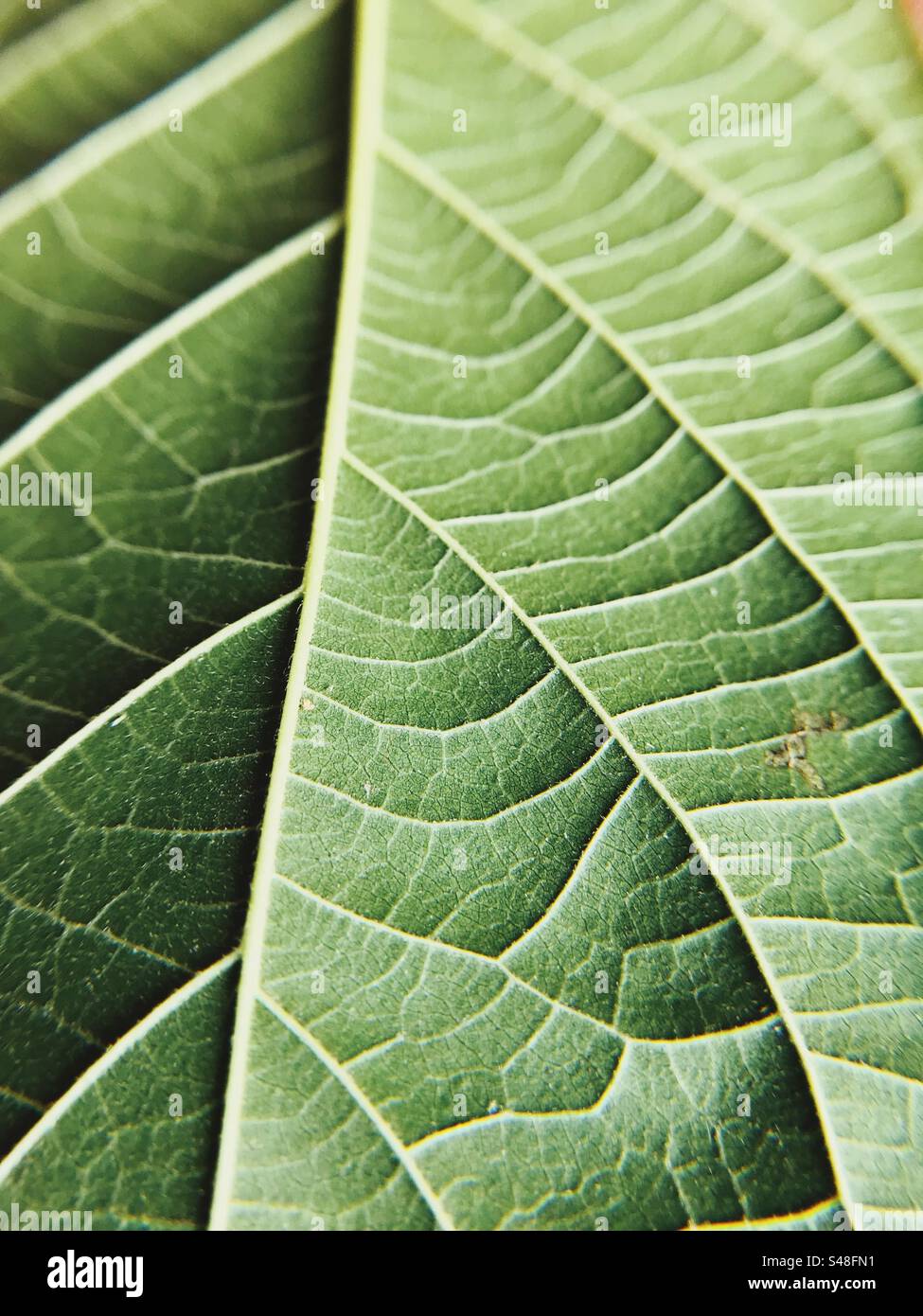 Macro photo of a green leaf showing its veins - Smartphone Captured Stock Image