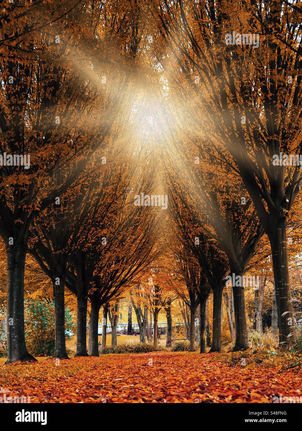 Autumn star - Smartphone Captured Stock Image