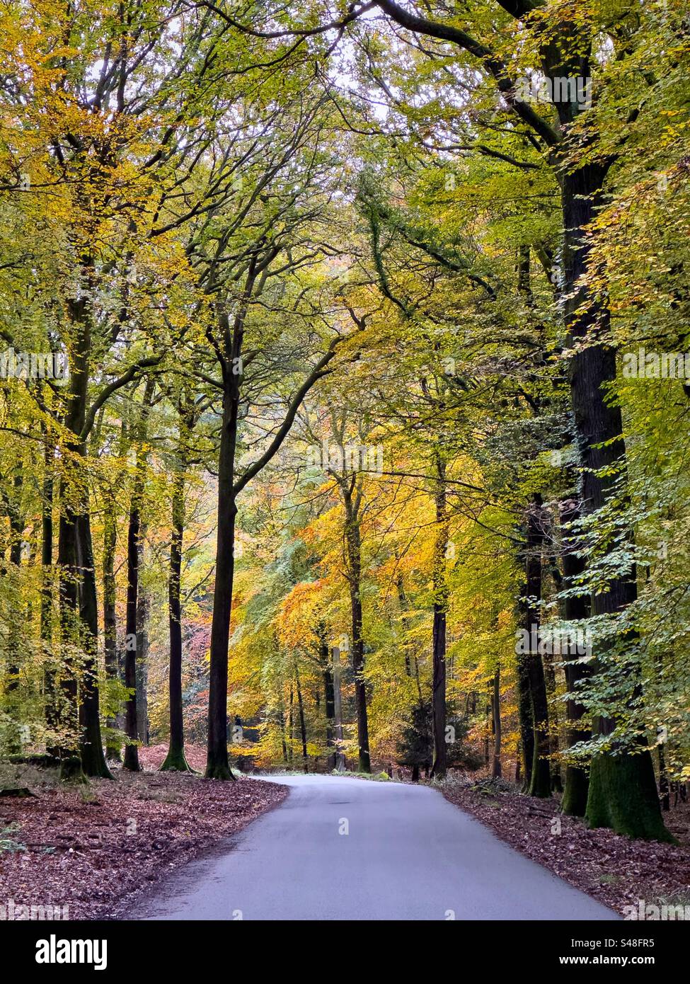 Autumn colours in the Forest of Dean. - Smartphone Captured Stock Image