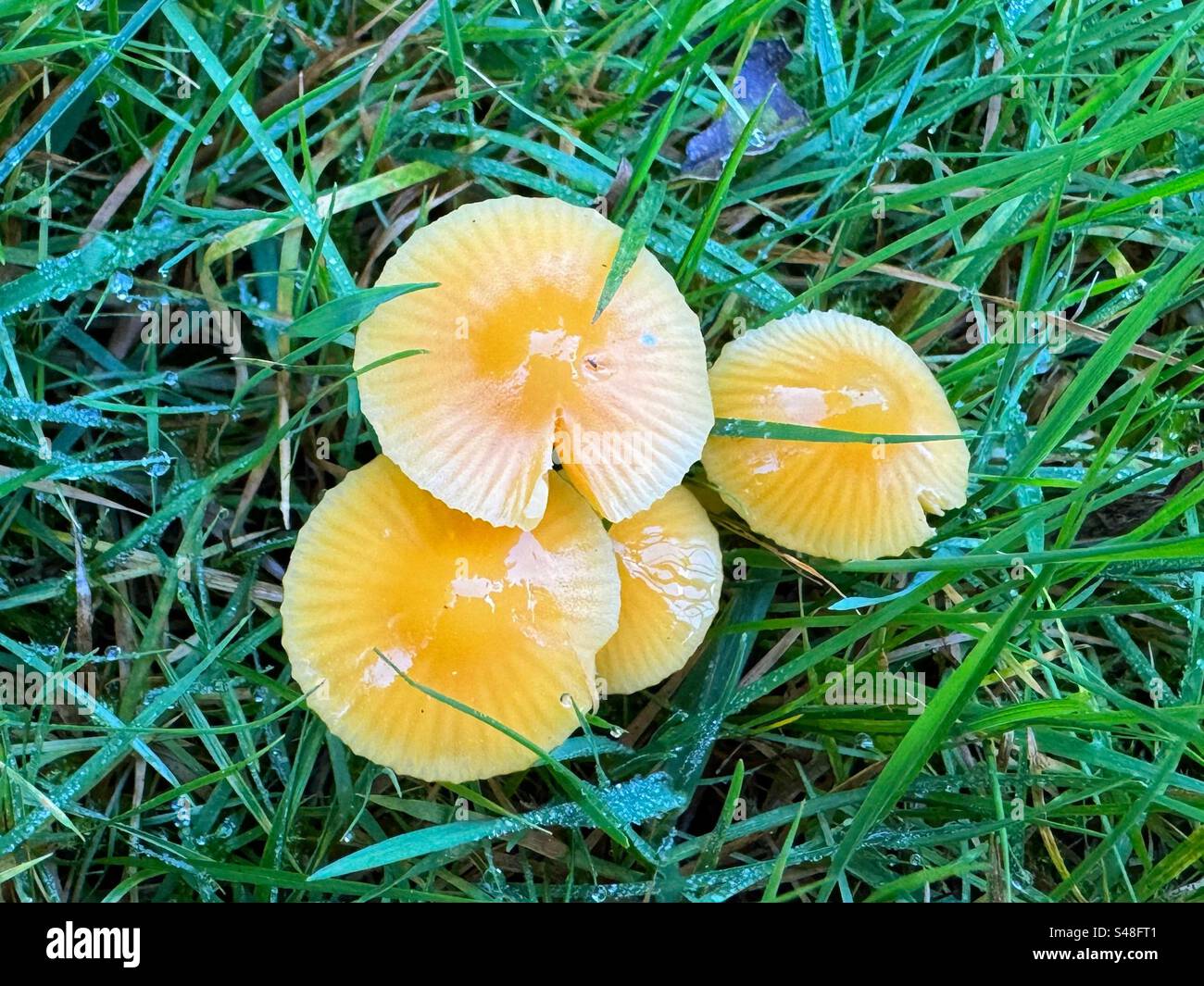 Troop of Golden Waxcaps (Hygrocybe chlorophana) on grassland Stock Photo