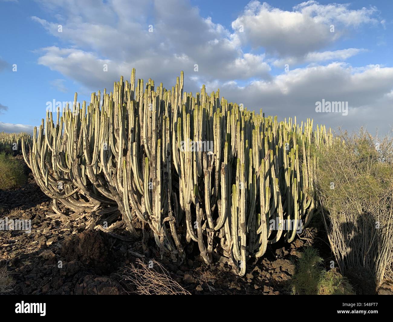 Large cactus Tenerife Canary Islands Stock Photo - Alamy