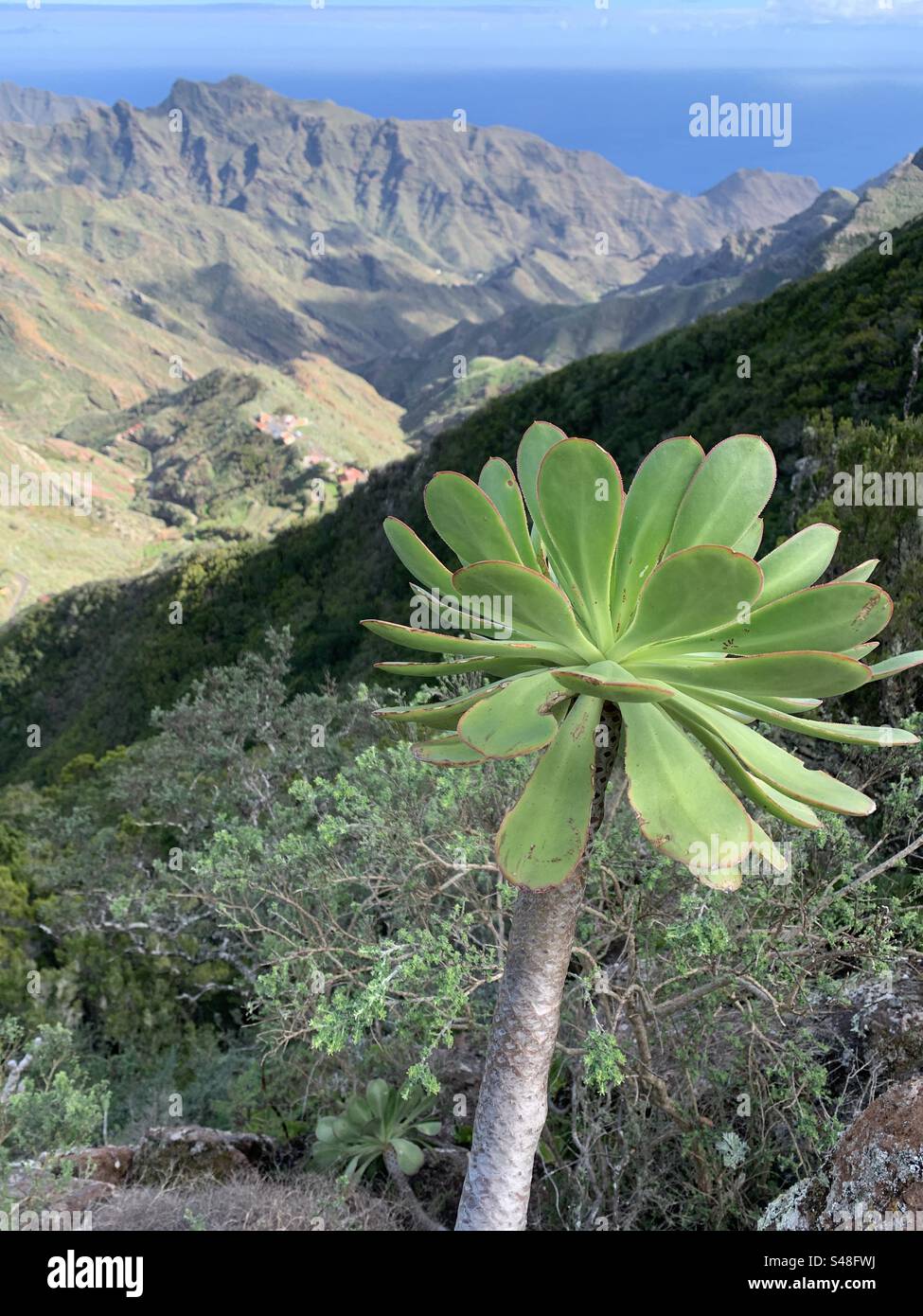 Succulent plant in anaga park mountains Tenerife Stock Photo