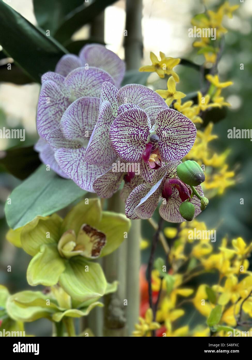 Purple and white moth orchids in a tropical garden area Stock Photo