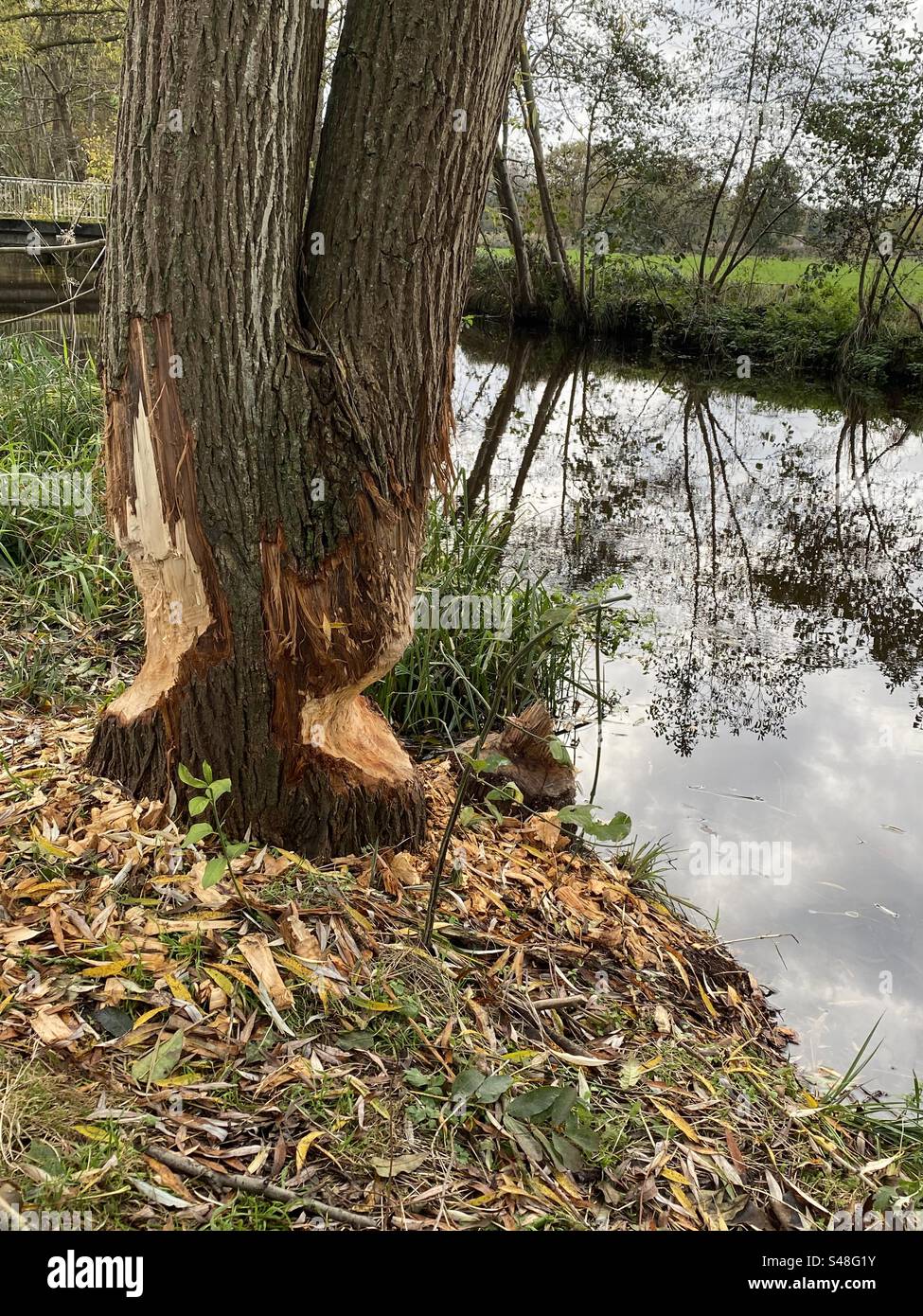 Tree damaged by beavers - Smartphone Captured Stock Image