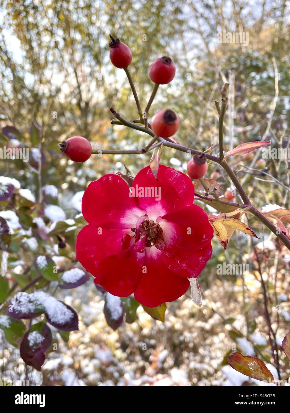 Red wild rose under the first snow Stock Photo Alamy