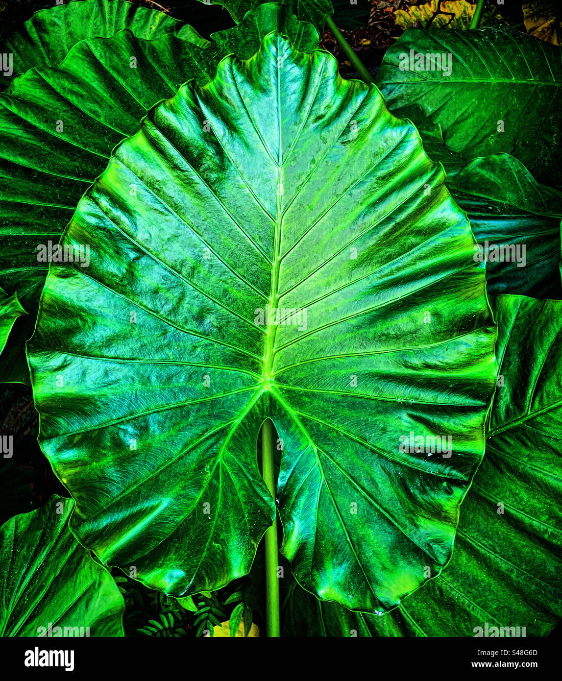 top view of a close-up on a large tropical green leaf from a plant in the jungle forest - Smartphone Captured Stock Image