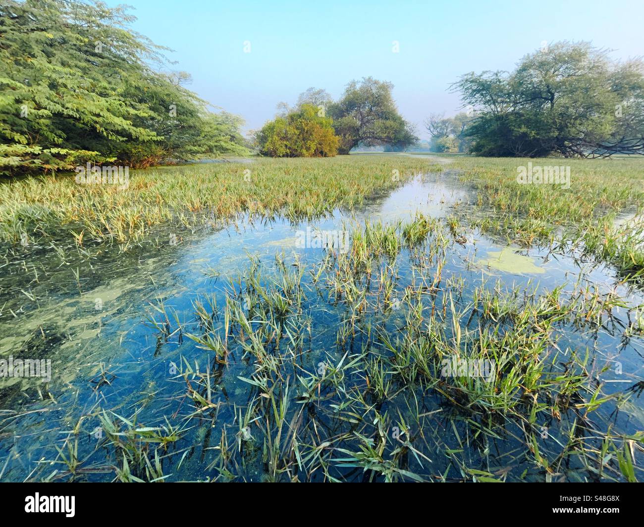 Landscape with lots of trees and grasses in the canal - Smartphone Captured Stock Image