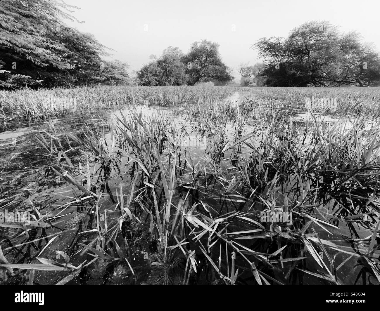 Beautiful black and white picture of a landscape - Smartphone Captured Stock Image
