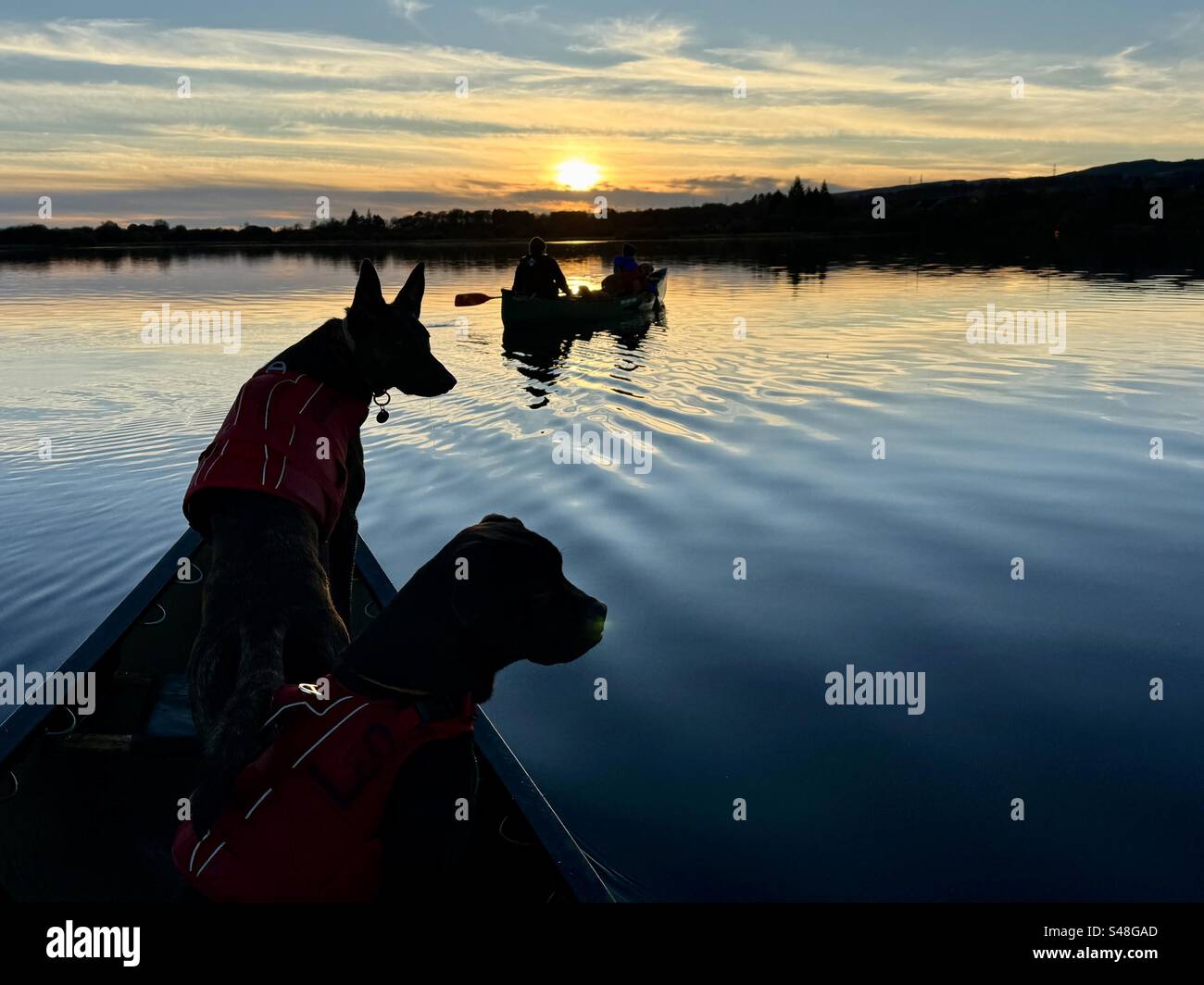 Dogs canoeing into sunset Stock Photo
