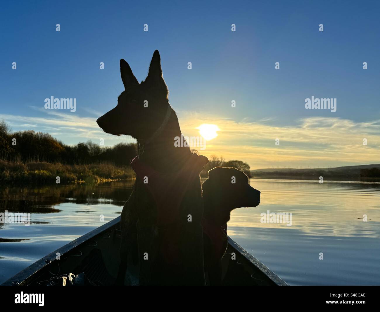 Dog silhouette in sunset Stock Photo - Alamy