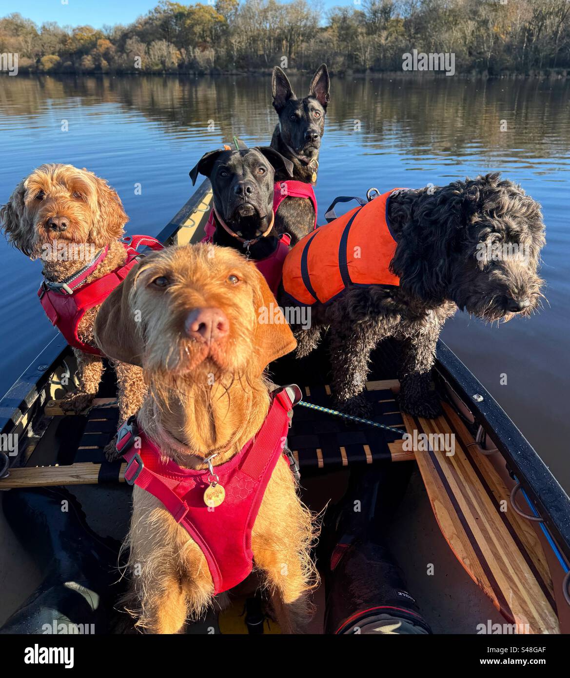 Pack of dogs in canoe - Smartphone Captured Stock Image