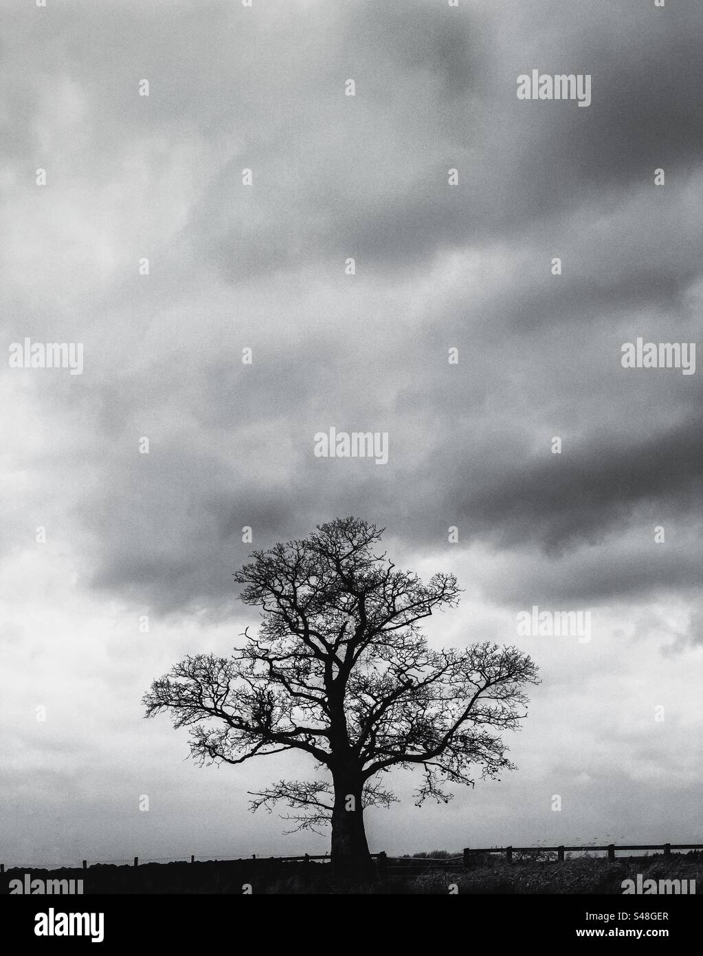 Solitary tree in winter against a moody sky at Rivington near Chorley in Lancashire - Smartphone Captured Stock Image