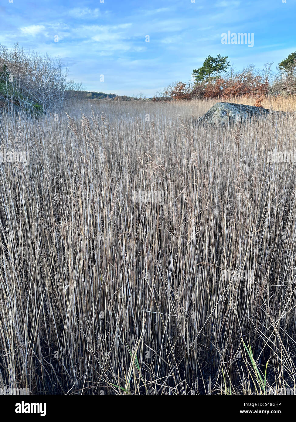 Looking out over marsh grasses on a hiking trail on the island of Donsö in the southern archipelago beside Gothenburg, Sweden. - Smartphone Captured Stock Image