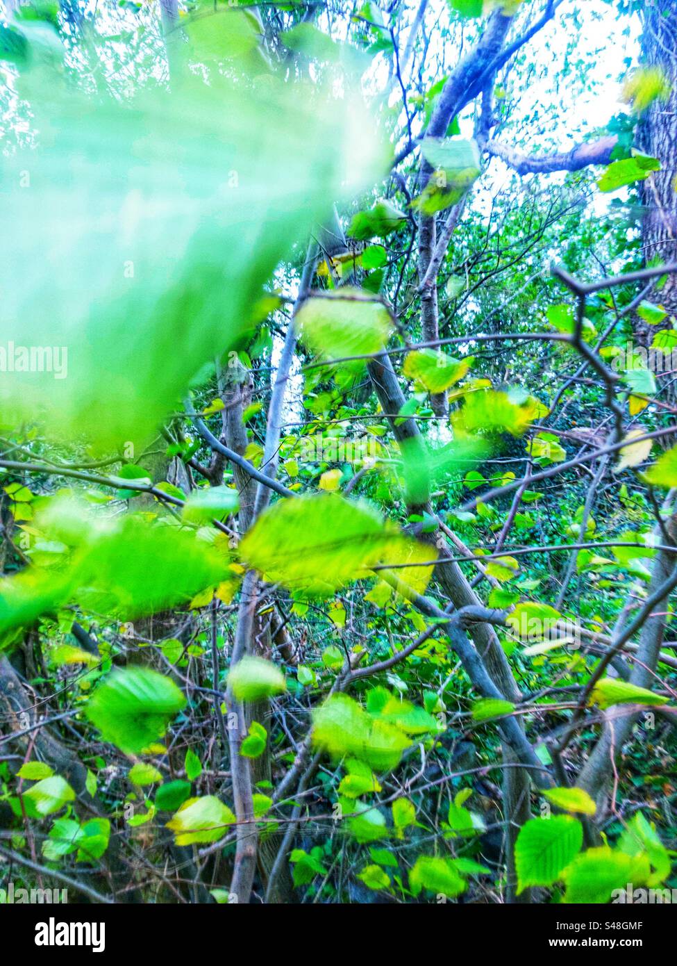 Wind blowing through remains of leaves on trees during autumn gales in west of uk - Smartphone Captured Stock Image