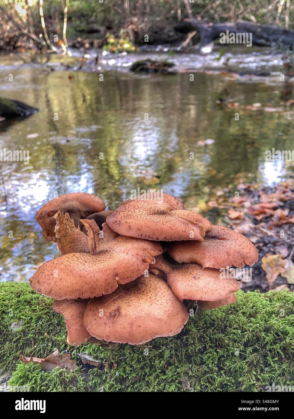 Mushrooms on Beaulieu Riverbank in Autumn at King's Hat, Brockenhurst, New Forest National Park, Hampshire United Kingdom Stock Photo