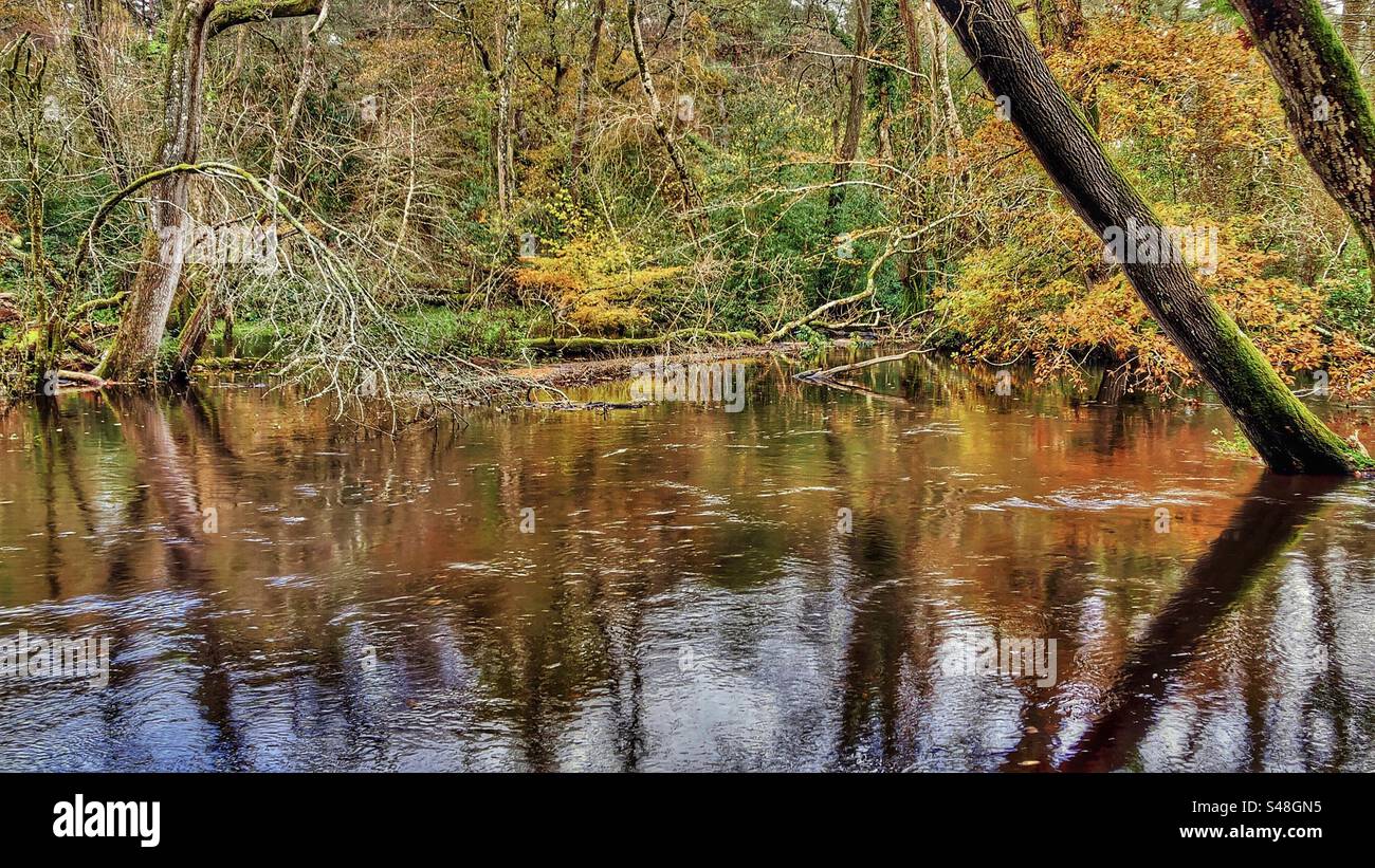 Flooded Beaulieu River in Autumn at King's Hat, Brockenhurst, New Forest National Park, Hampshire United Kingdom Stock Photo