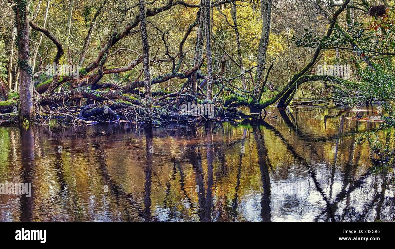 Fallen trees on flooded Beaulieu River in Autumn at King's Hat, - Smartphone Captured Stock Image
