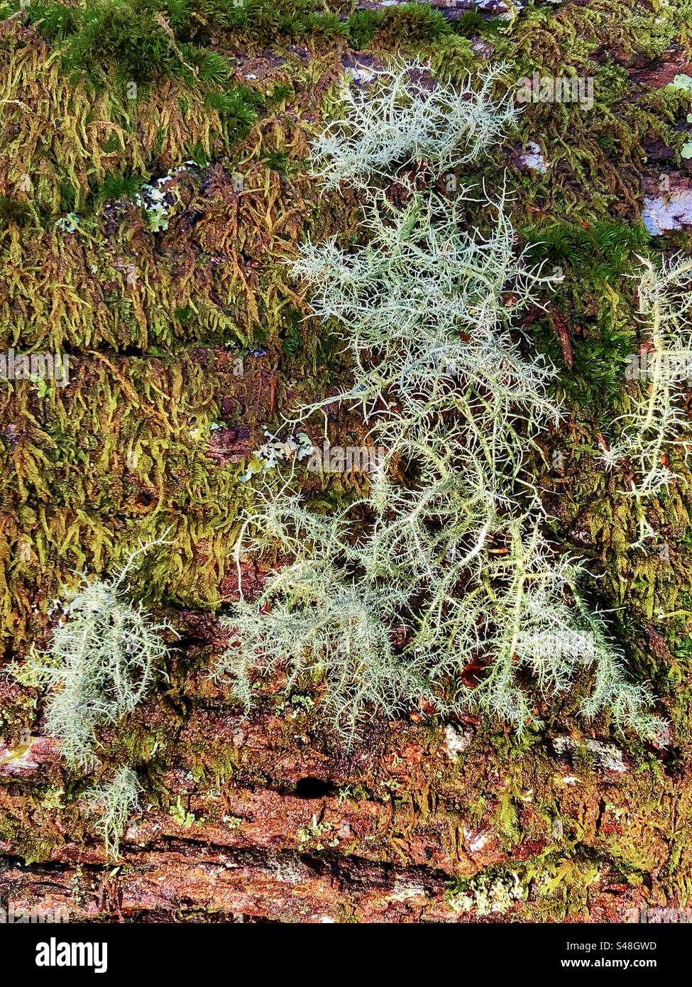 Beard lichen growing on a fallen oak tree at King's Hat, Brockenhurst, New Forest National Park, Hampshire United Kingdom Stock Photo