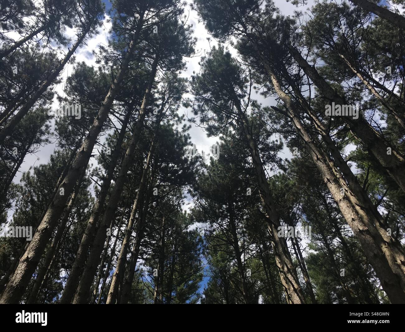 Tall trees in a forest hi-res stock photography and images - Alamy