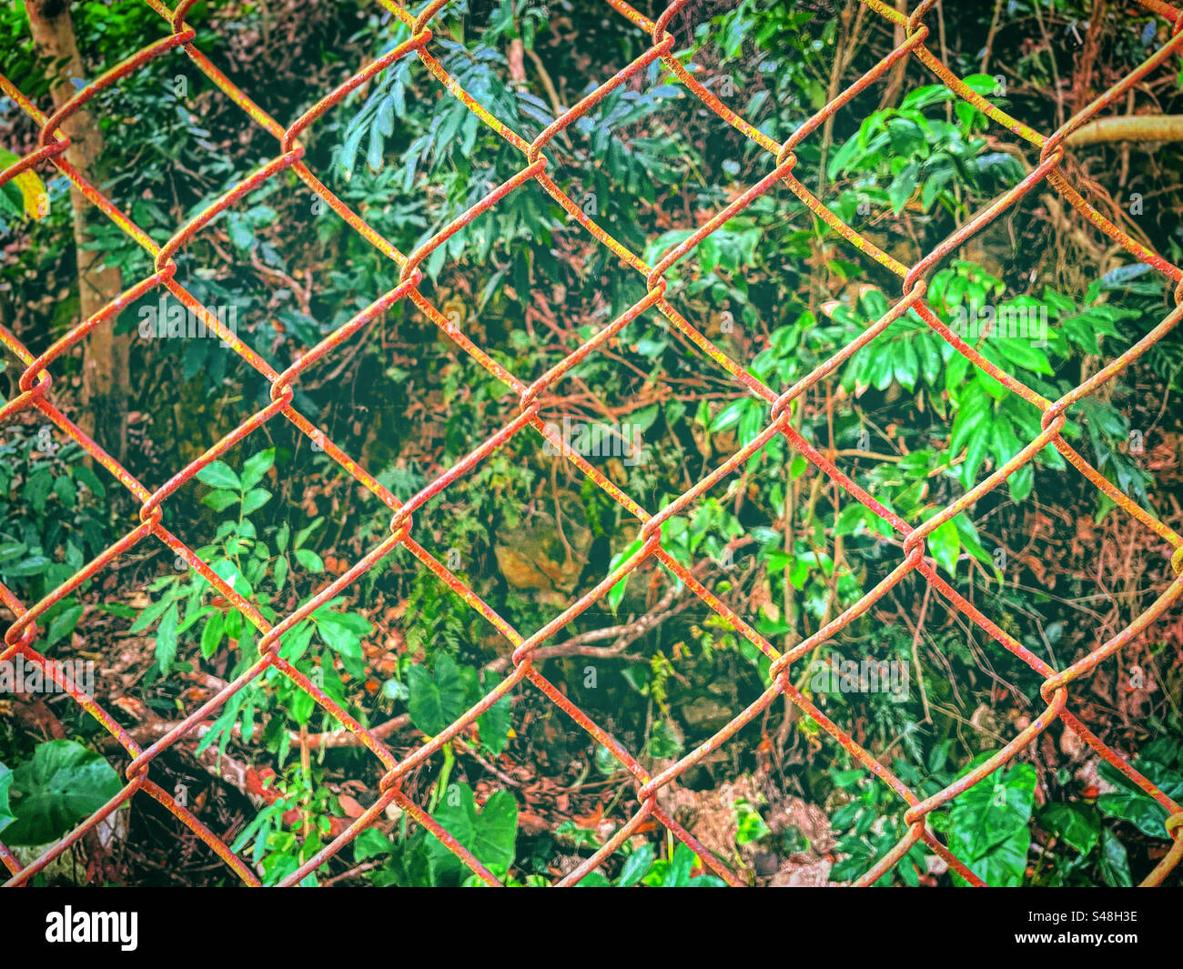 wild nature tropical jungle forest behind a rusted grid iron fence barbewire gate - Smartphone Captured Stock Image