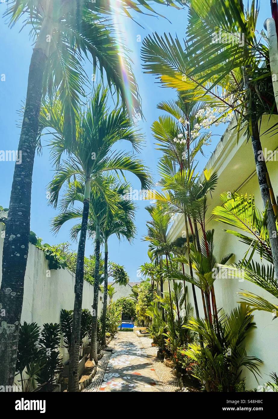 View down a palm lined path to a pool in a villa complex in Bali - Smartphone Captured Stock Image