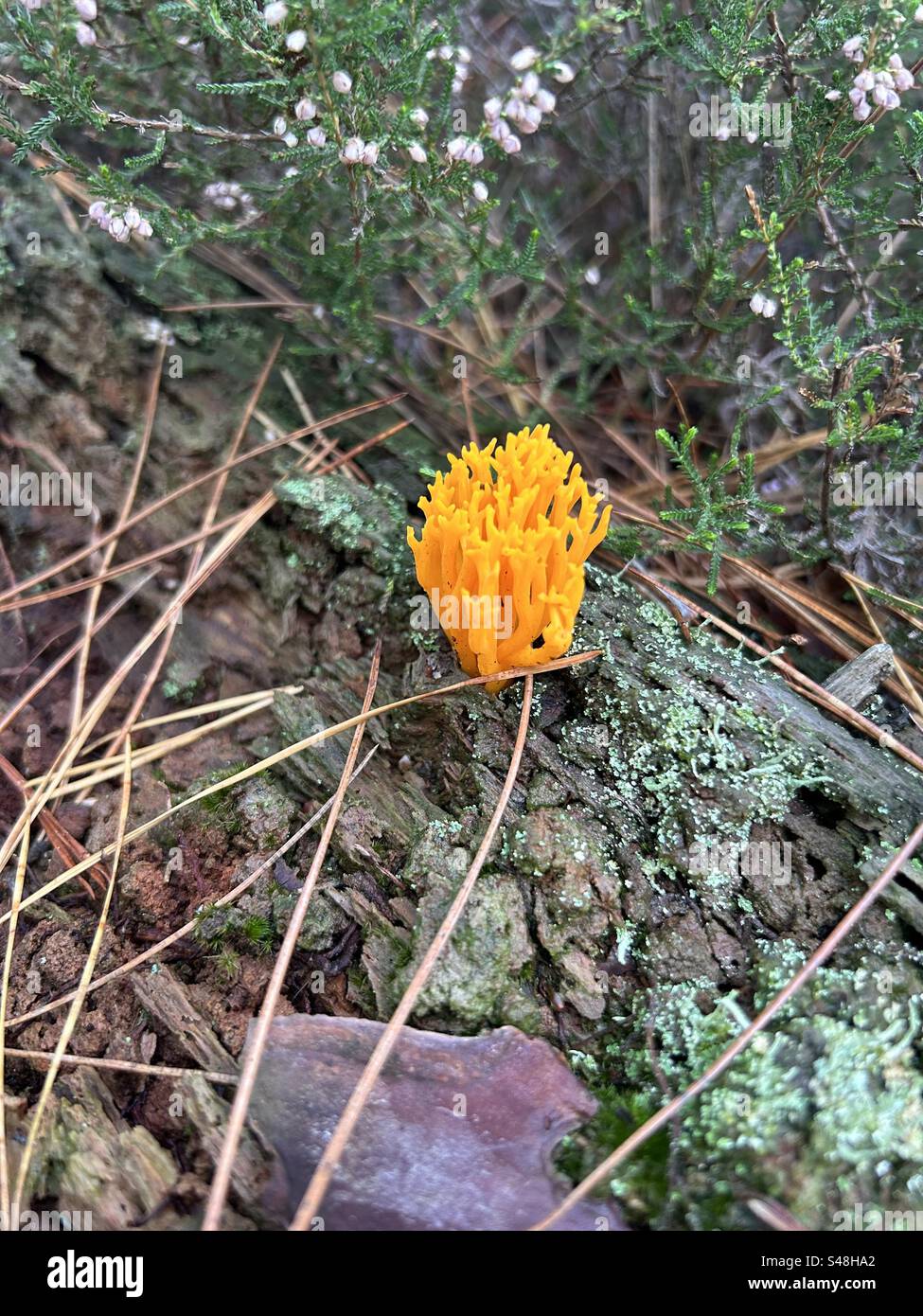 Yellow Staghorn Fungi Stock Photo