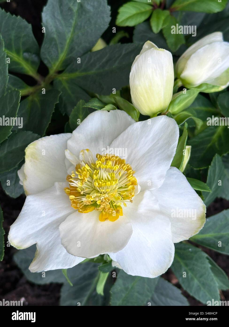 A hellebore flower, also known as a Christmas Rose and buds - Smartphone Captured Stock Image