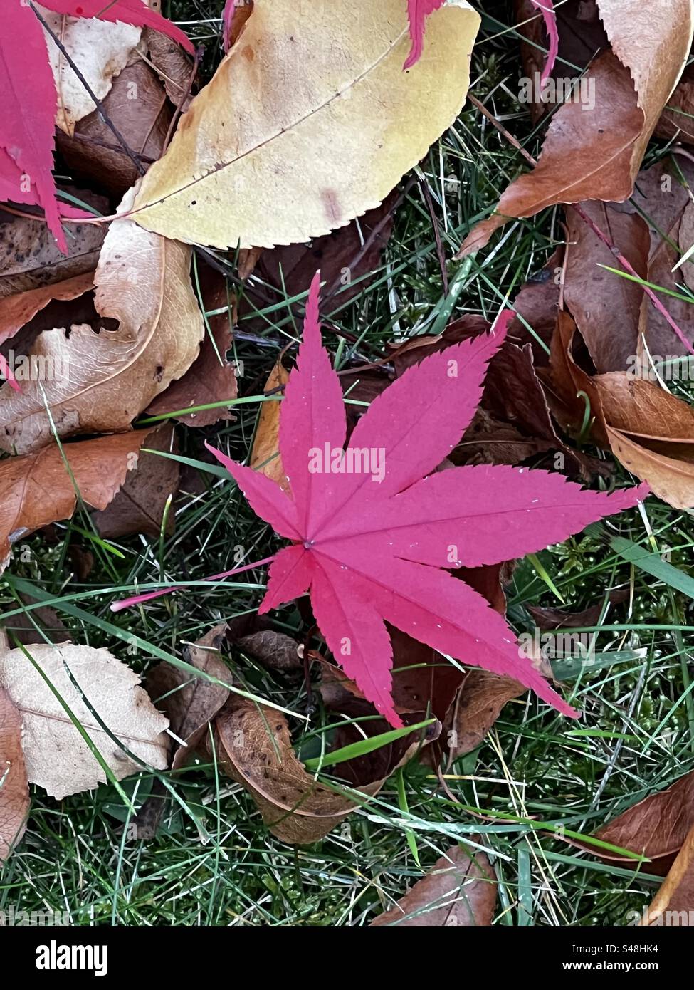 Japanese maple tree red hi-res stock photography and images - Alamy
