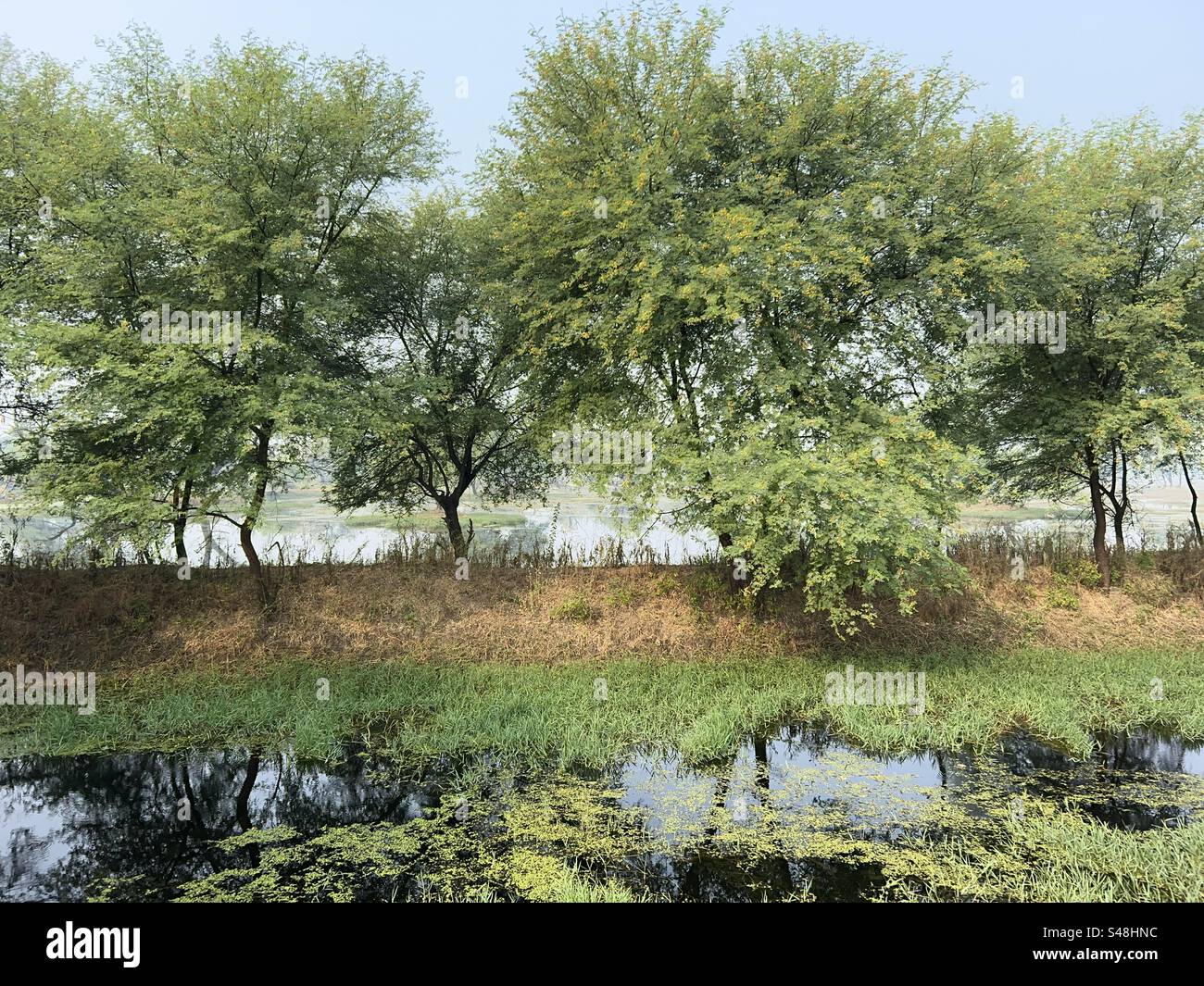 Beautiful landscape with trees, shrubs with their reflection in the canal - Smartphone Captured Stock Image