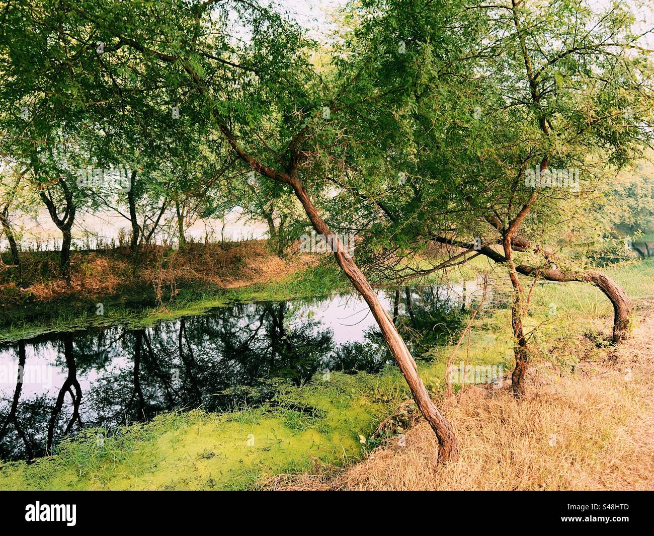 Trees on both sides of a canal and their reflection painting a beautiful landscape - Smartphone Captured Stock Image