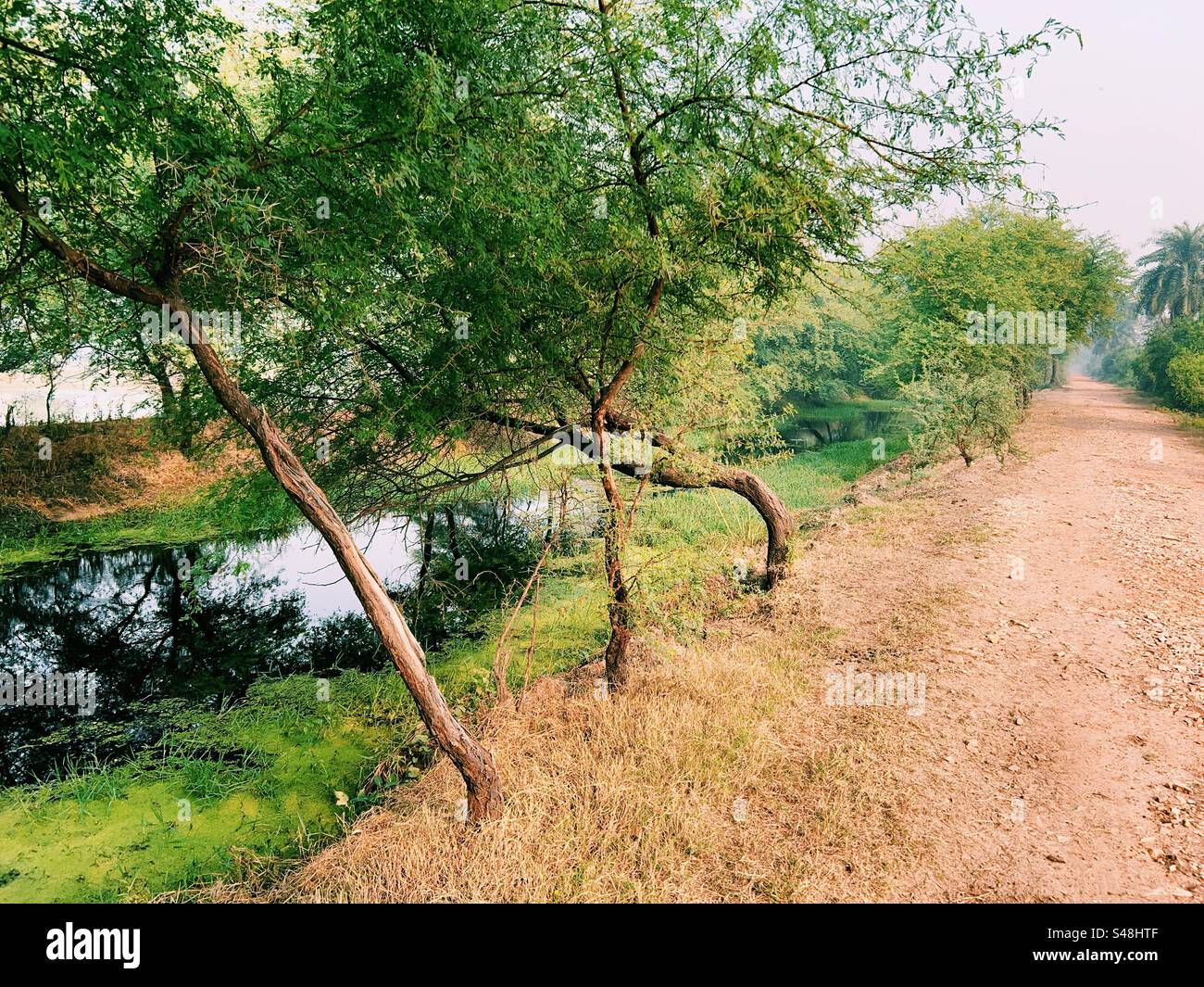 Godly scenery with trees by a canal and a forest trail through the jungle Stock Photo