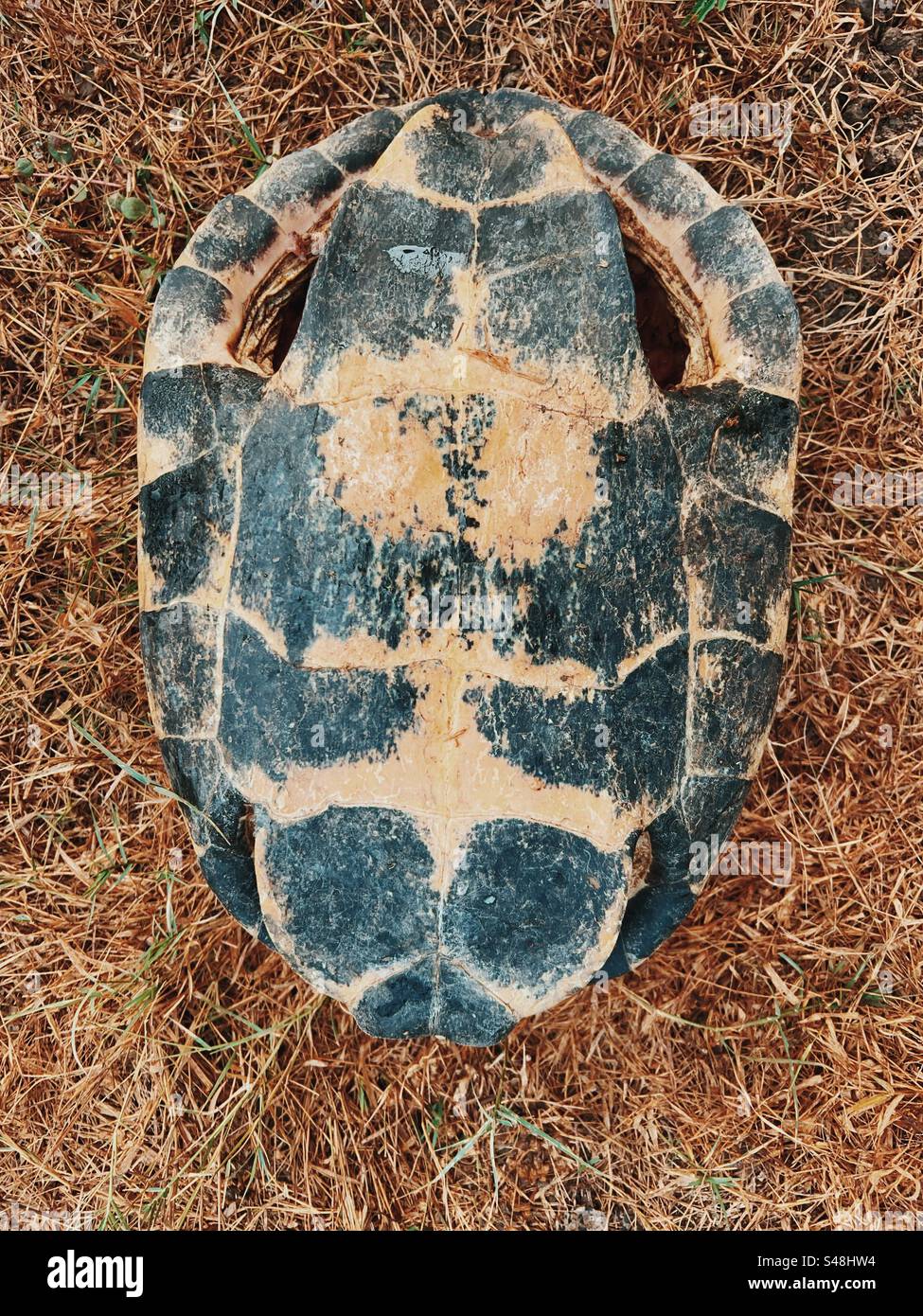 See Turtle Shell Turtle shell hi-res stock photography and images - Alamy