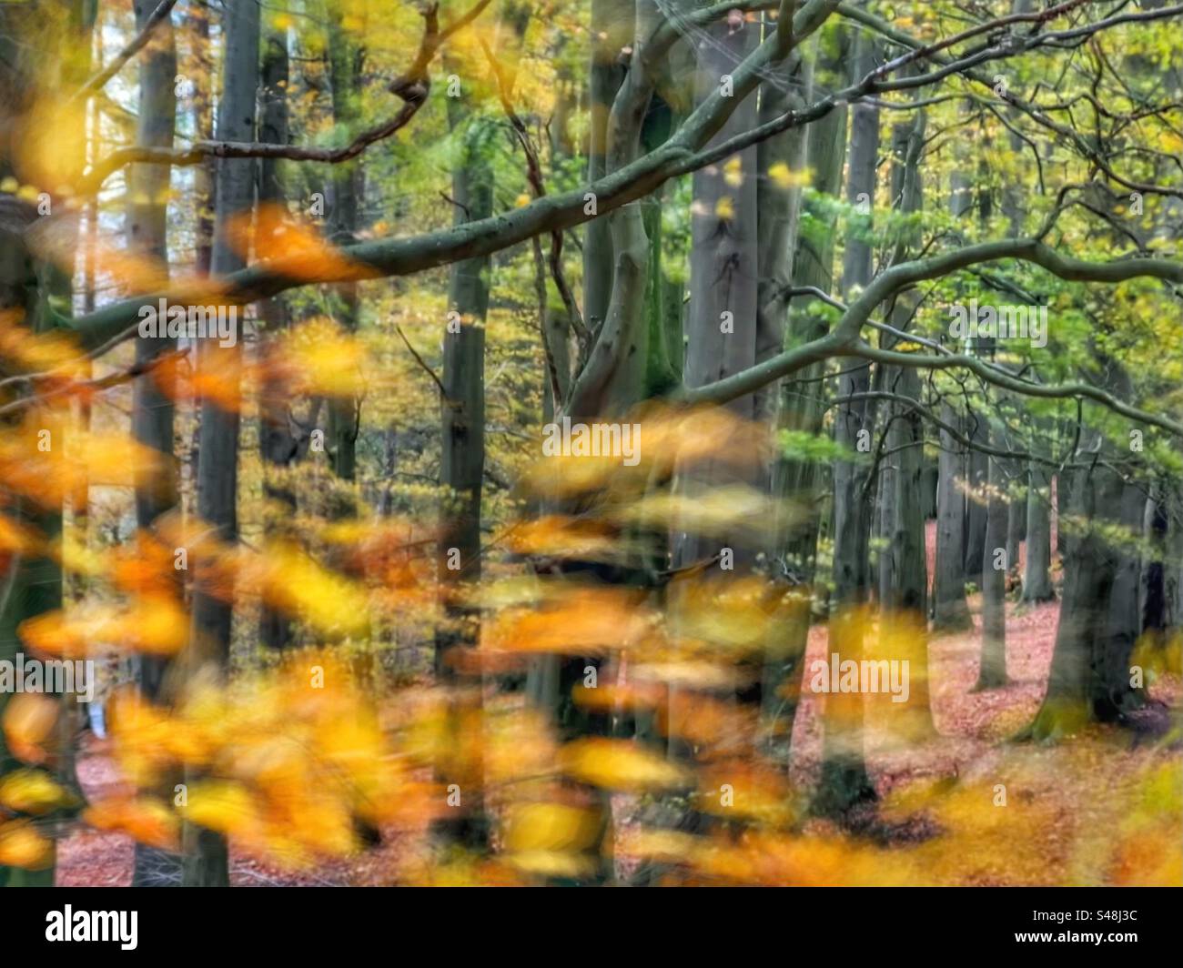 Autumn leaves blowing in wind in woodland at Rivington near Chorley in Lancashire - Smartphone Captured Stock Image Autumn leaves blowing in wind in woodland at Rivington near Chorley in Lancashire - Smartphone Captured Stock Image
