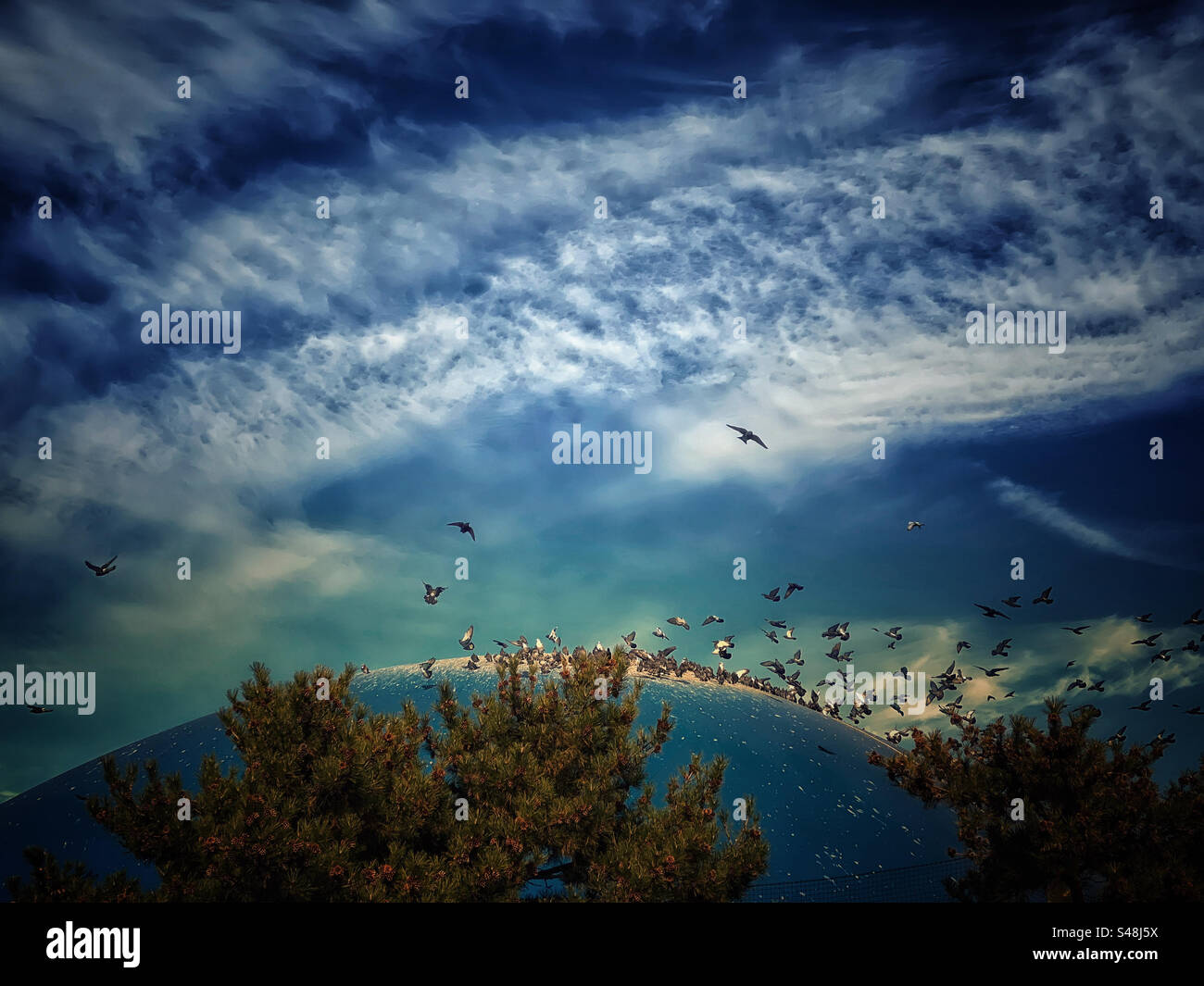 Pigeons on the roof of an inflatable tennis dome - Smartphone Captured Stock Image