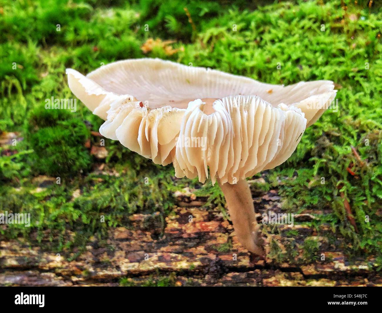 Mushroom showing gills in Autumn on the New Forest floor - Smartphone Captured Stock Image