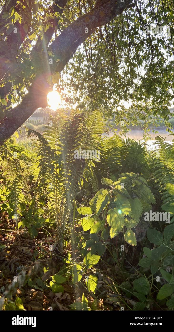 Early summer morning view in countryside of Latvia. Photo with shadows and plants under the tree. The main subject is pteridophyte. Stock Photo