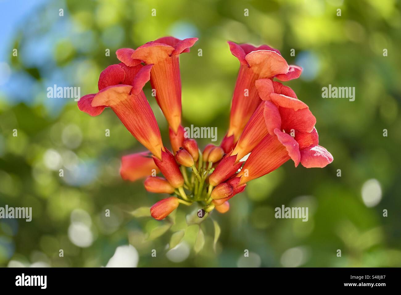 Beautiful stunning macro close-up shot of a red and orange exotic flower on a blurry background - Smartphone Captured Stock Image