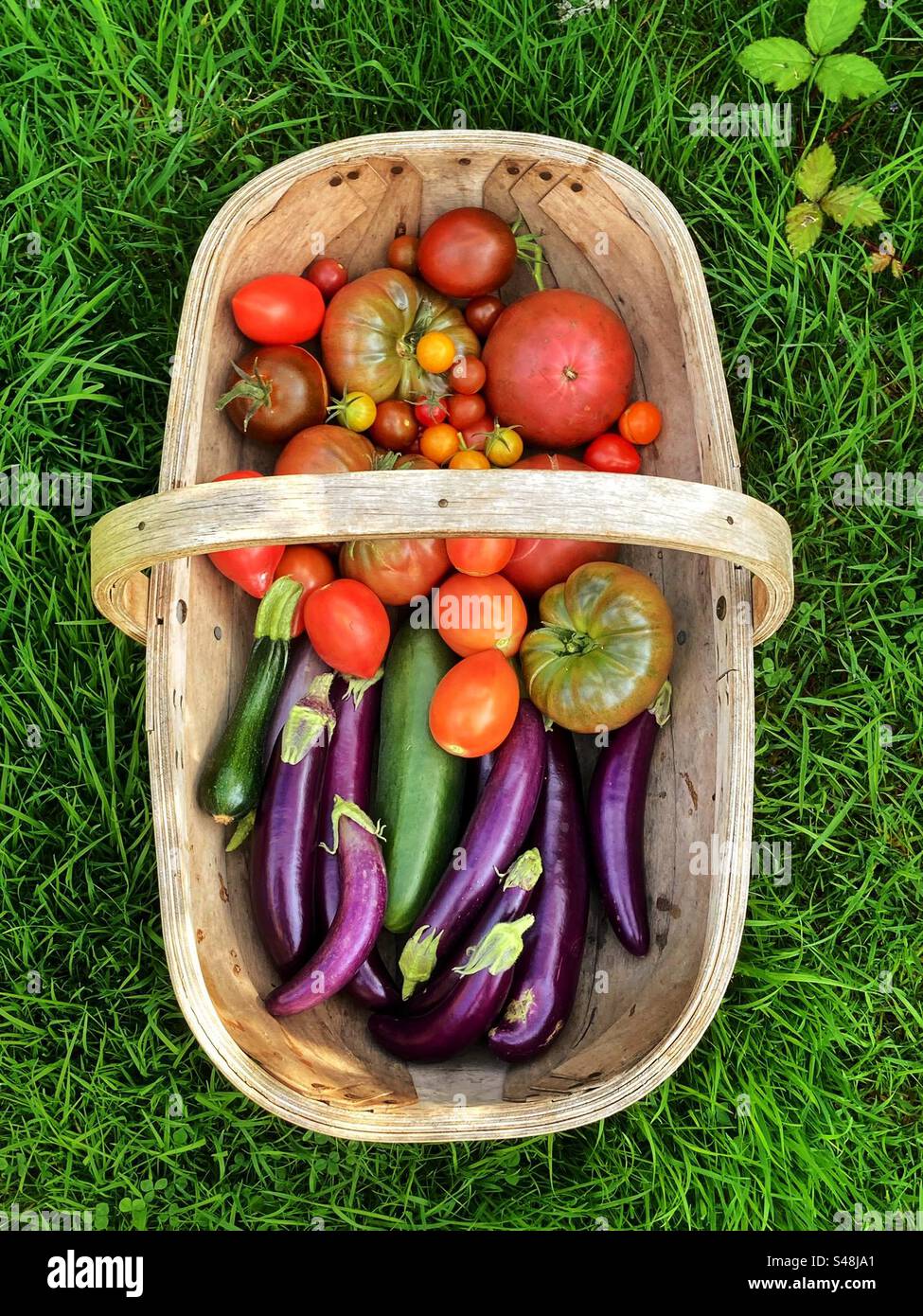 Homegrown  Tomatoes and aubergines in garden - Smartphone Captured Stock Image