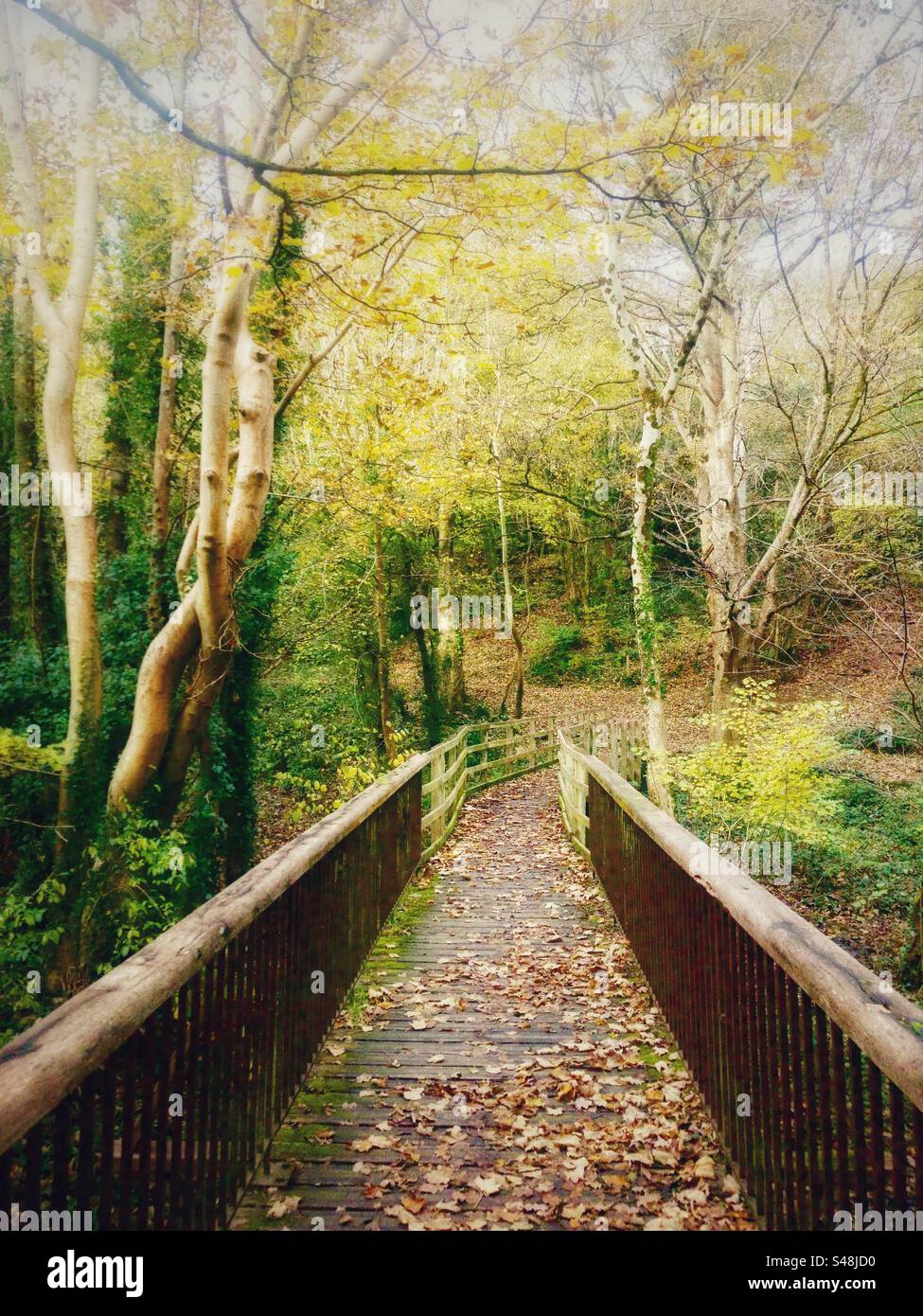 Bridge crossing river into woodland path.North Wales,UK. - Smartphone Captured Stock Image