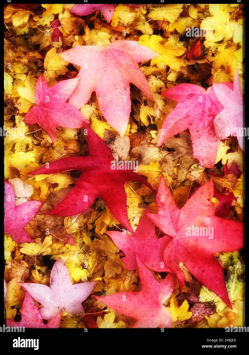 Autumn colour,  leaves pink on yellow , - Smartphone Captured Stock Image