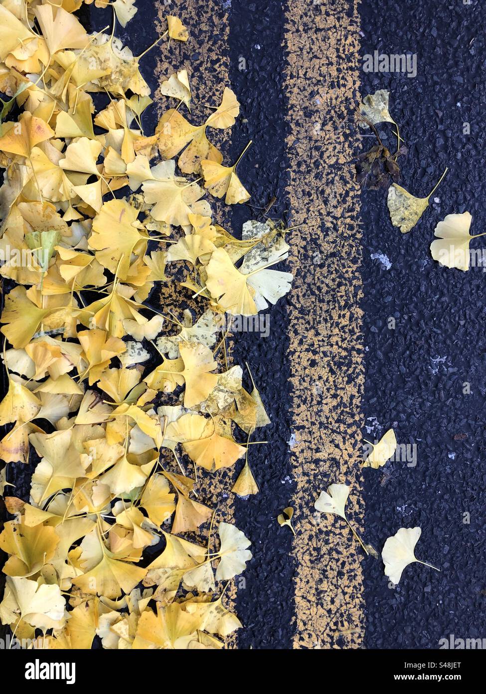 Autumn leaf on roadside - Smartphone Captured Stock Image
