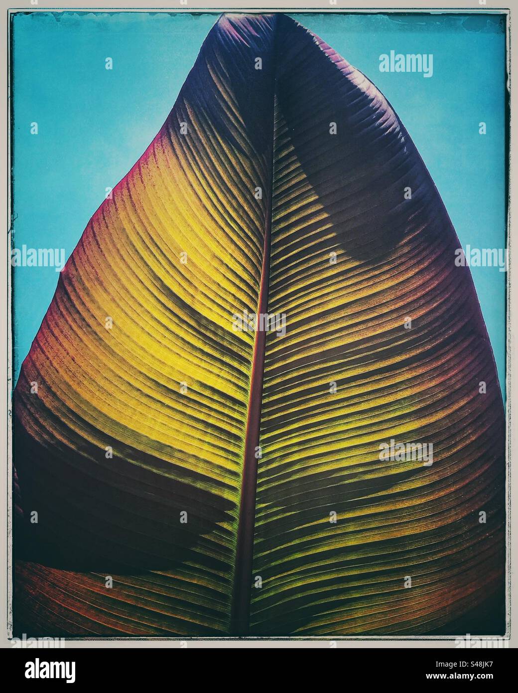 Palm leaf with sky - Smartphone Captured Stock Image