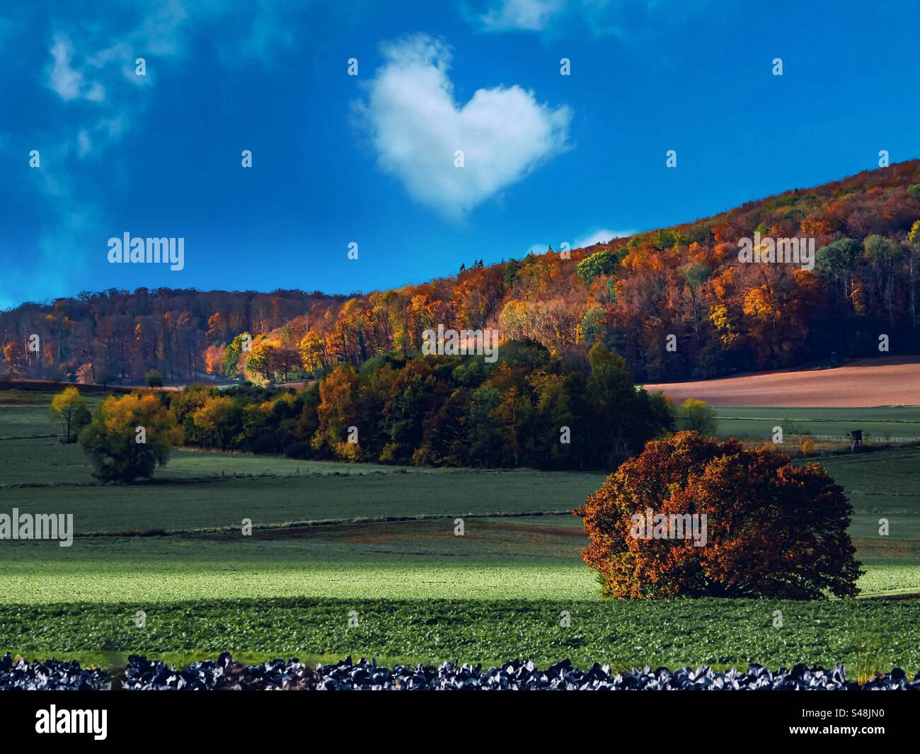 Autumn with heart cloud and blue sky - Smartphone Captured Stock Image