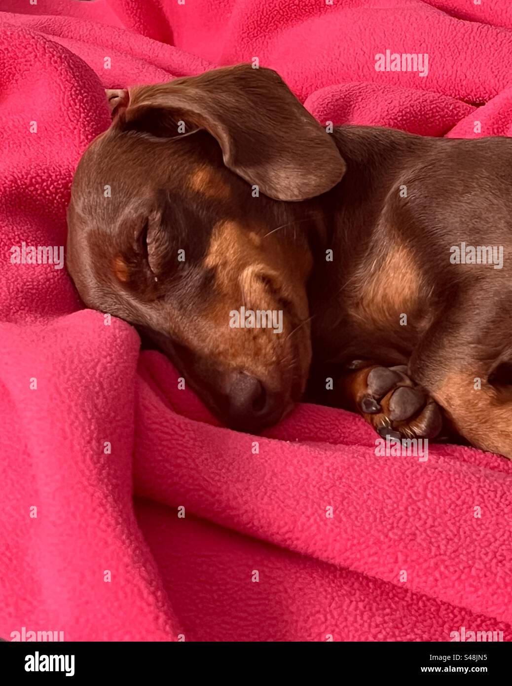 Sleeping miniature dachshund head and front paws on bright pink blanket Stock Photo