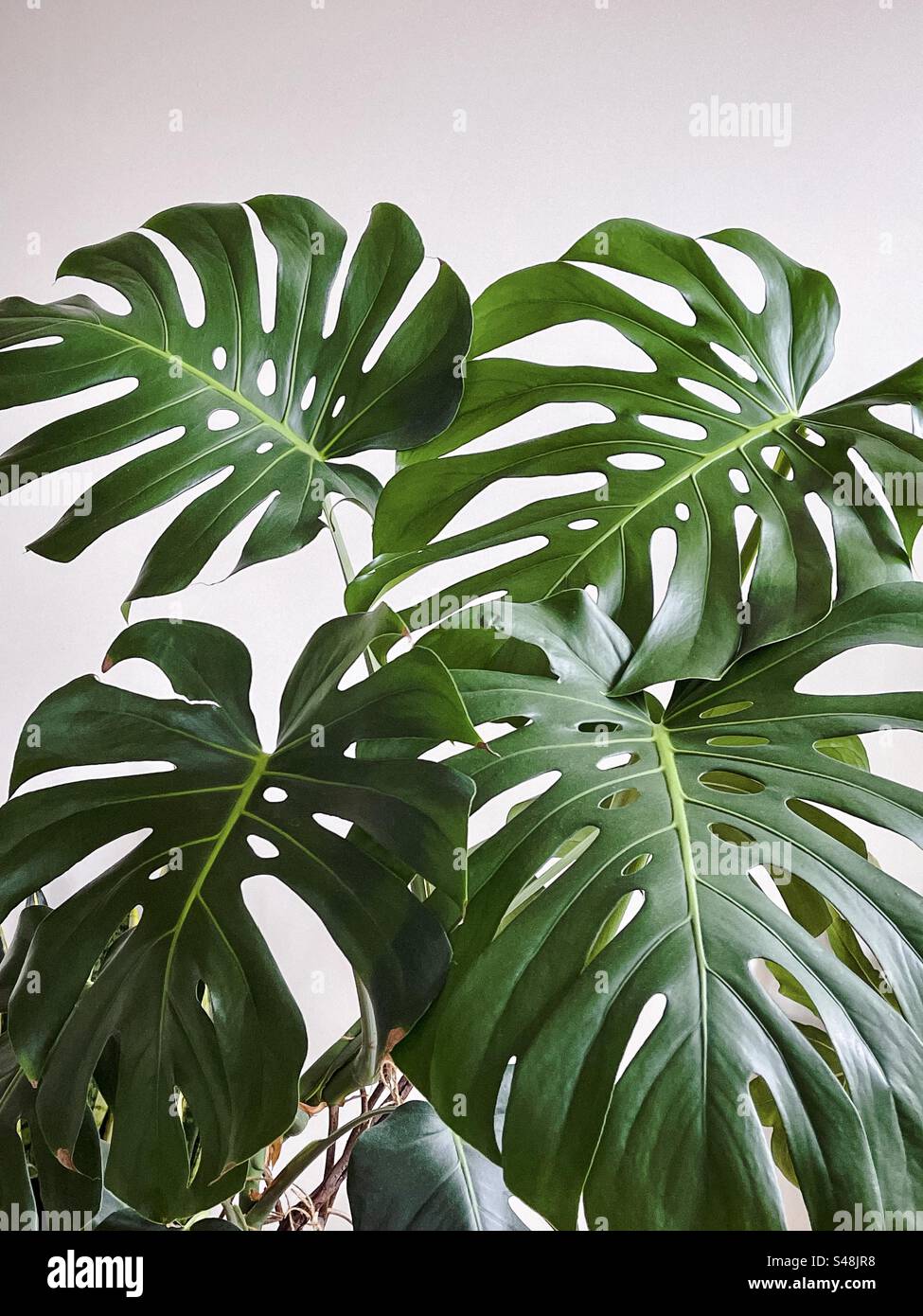 Close-up of large leaves of Monstera deliciosa indoors plant against white wall with copy space. - Smartphone Captured Stock Image