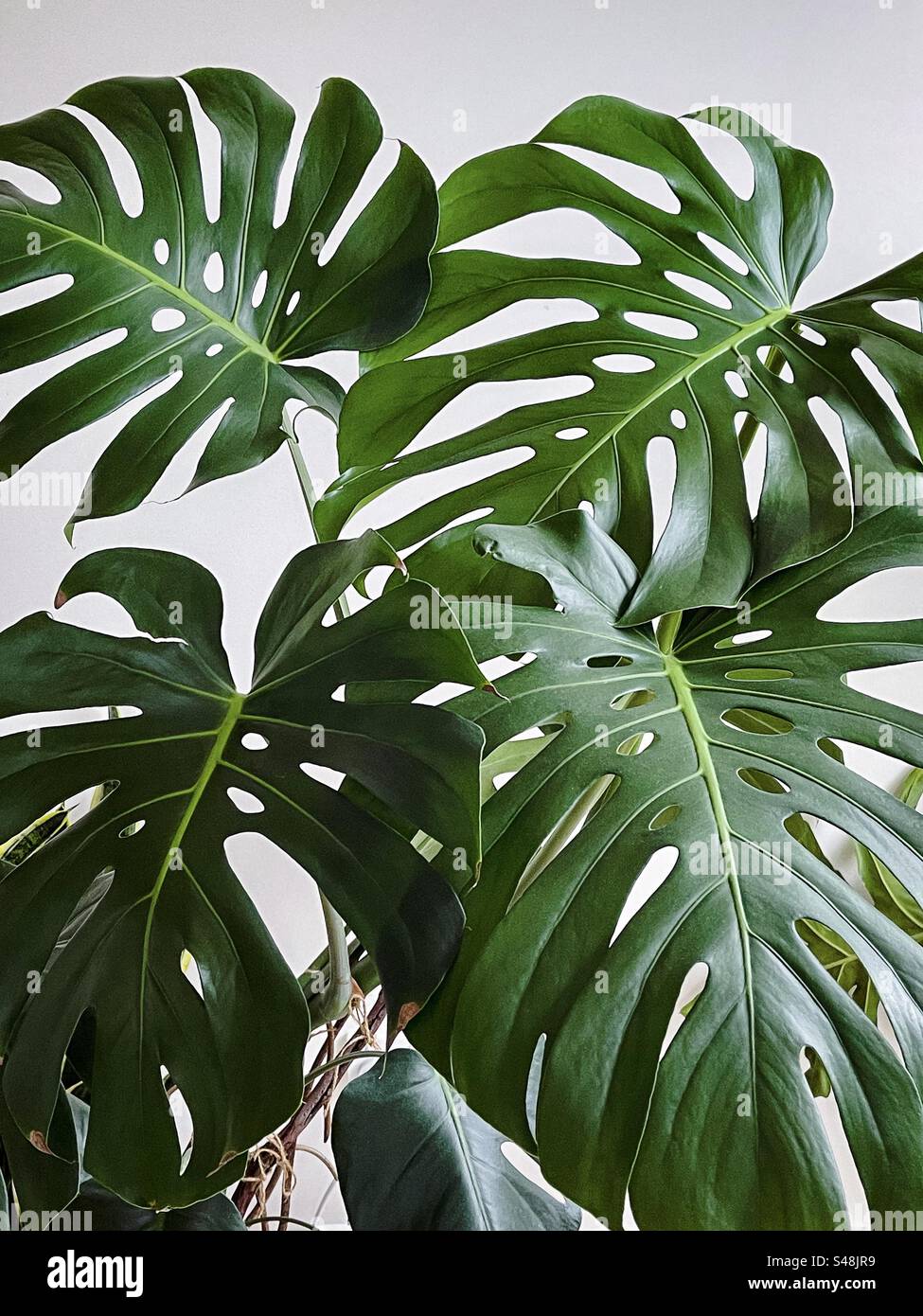 Close-up of large leaves of Monstera deliciosa indoors plant against white wall. - Smartphone Captured Stock Image