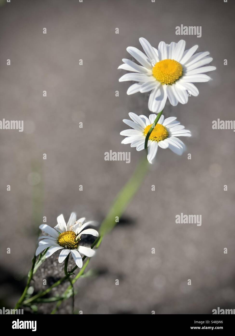 Flowers, Daisy’s, pretty, summer Stock Photo