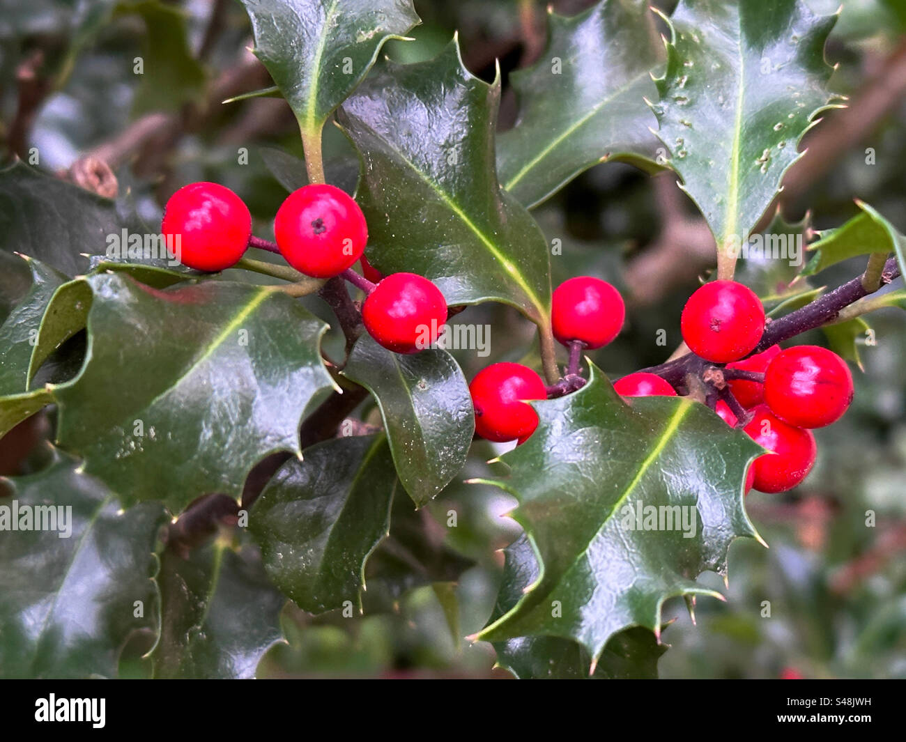 Holly Leaves And Berries Stock Photo Alamy Holly leaves and berries stock photo alamy